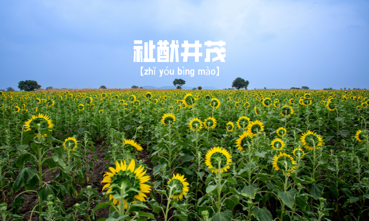 祉猷并茂
